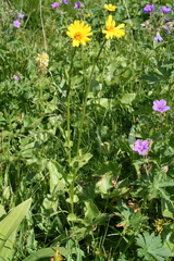 Dolichorrhiza caucasica