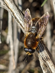 Stratiomys longicornis