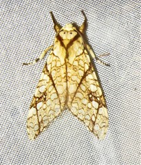 Lophocampa propinqua