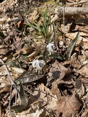 Erythronium albidum