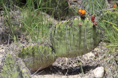 Opuntia stenopetala