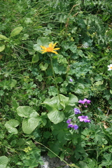 Dolichorrhiza caucasica