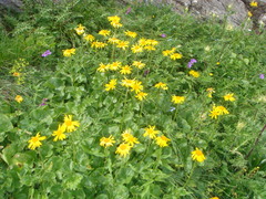 Dolichorrhiza caucasica
