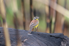 Emberiza affinis