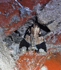 Condica cupentia
