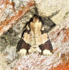 Condica cupentia