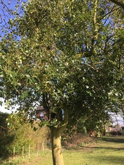 Ilex × altaclerensis