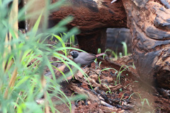 Lagonosticta larvata