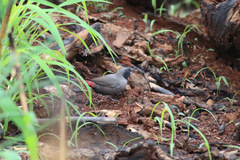 Lagonosticta larvata