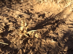 Tragus berteronianus