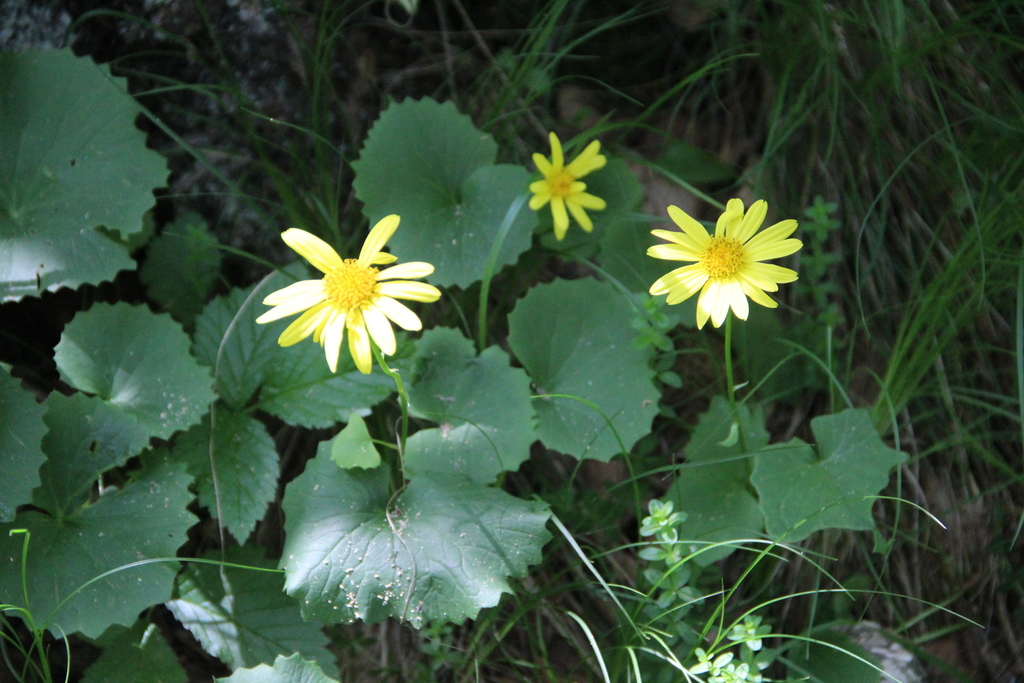 Dolichorrhiza renifolia