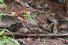 Lagonosticta larvata