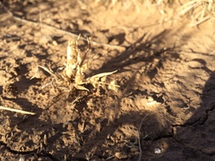 Tragus berteronianus