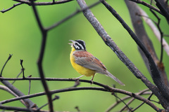 Emberiza affinis