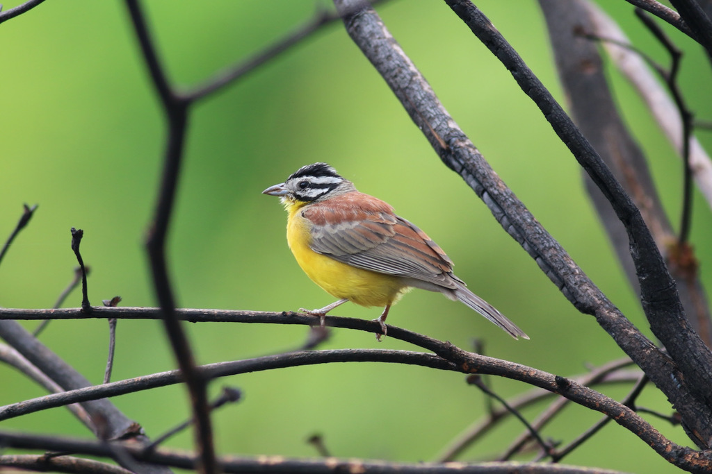Brown-rumped Bunting (Emberiza affinis) photo