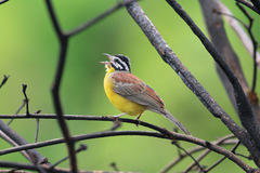 Emberiza affinis