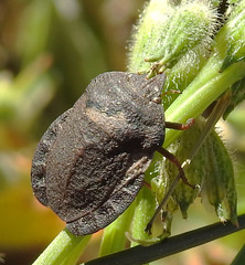 Eurygaster hottentotta