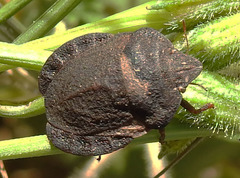 Eurygaster hottentotta