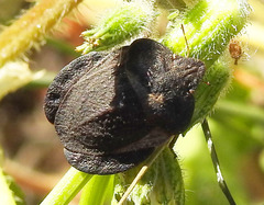 Eurygaster hottentotta