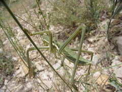 Saga ornata