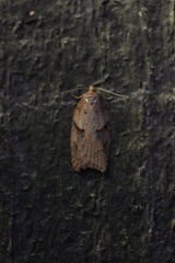 Acleris maccana