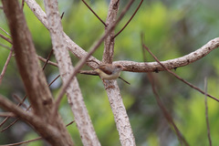 Prinia erythroptera