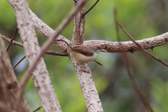 Prinia erythroptera