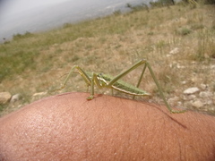 Saga ornata