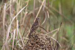 Galerida modesta
