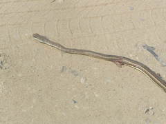 Psammophis subtaeniatus