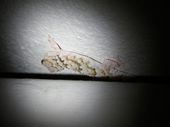 Chondrodactylus bibronii