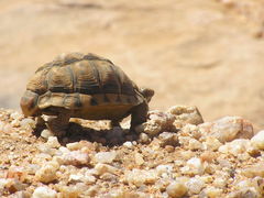 Psammobates tentorius verroxii