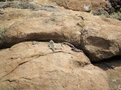 Pseudocordylus subviridis