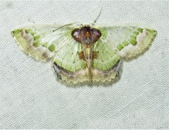 Hyalochlora splendens