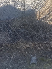Sciurus carolinensis