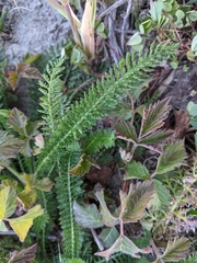 Achillea