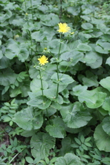 Doronicum macrophyllum