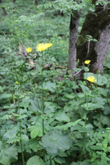 Doronicum macrophyllum
