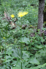 Doronicum macrophyllum