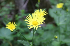 Doronicum macrophyllum