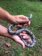 Coluber constrictor anthicus