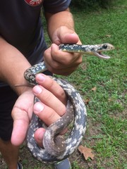 Coluber constrictor anthicus