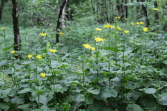 Doronicum macrophyllum