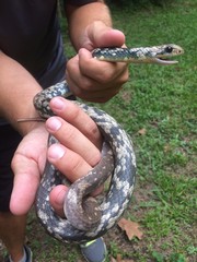 Coluber constrictor anthicus