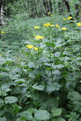 Doronicum macrophyllum