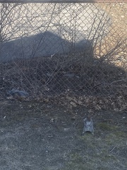 Sciurus carolinensis