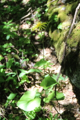 Doronicum macrophyllum