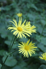 Doronicum macrophyllum