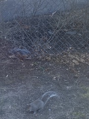Sciurus carolinensis