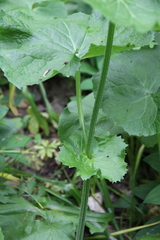 Doronicum macrophyllum